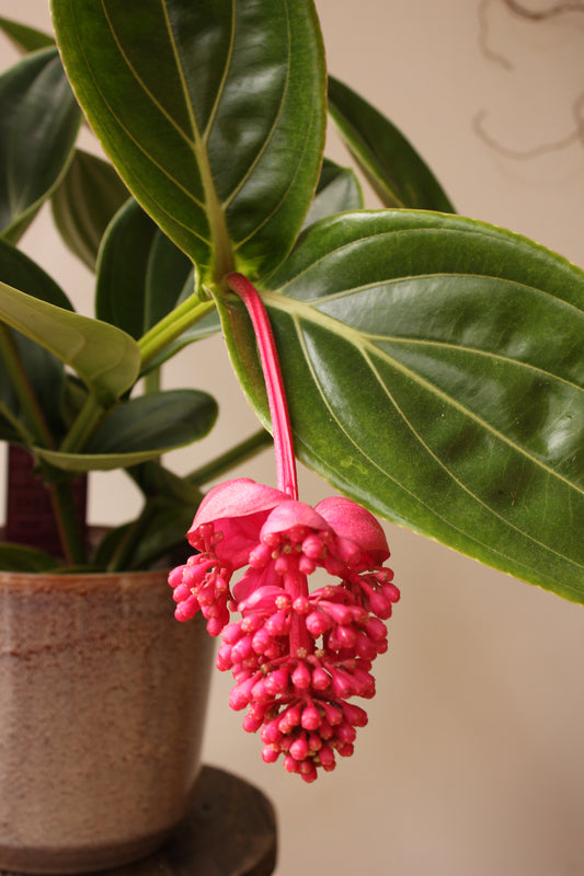 Medinilla Magnifica