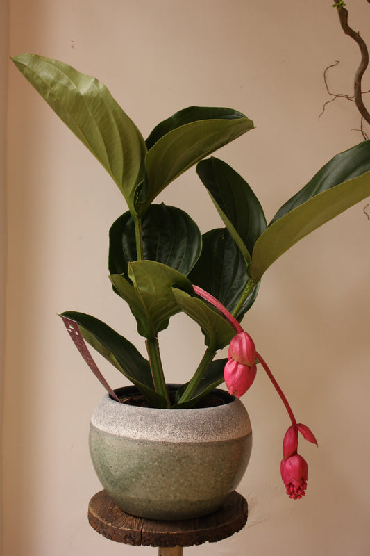 Medinilla Magnifica